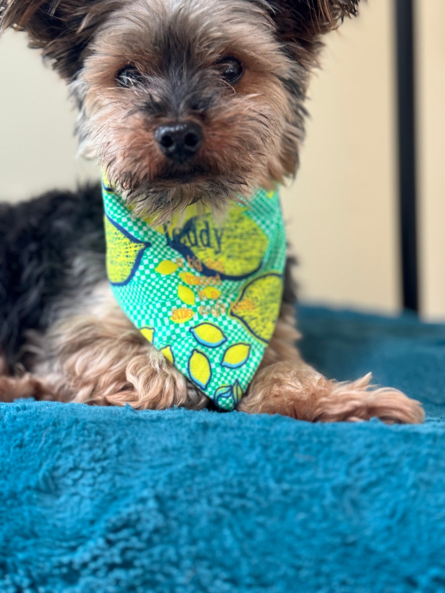 Small Dog Summer Lemon Bandana