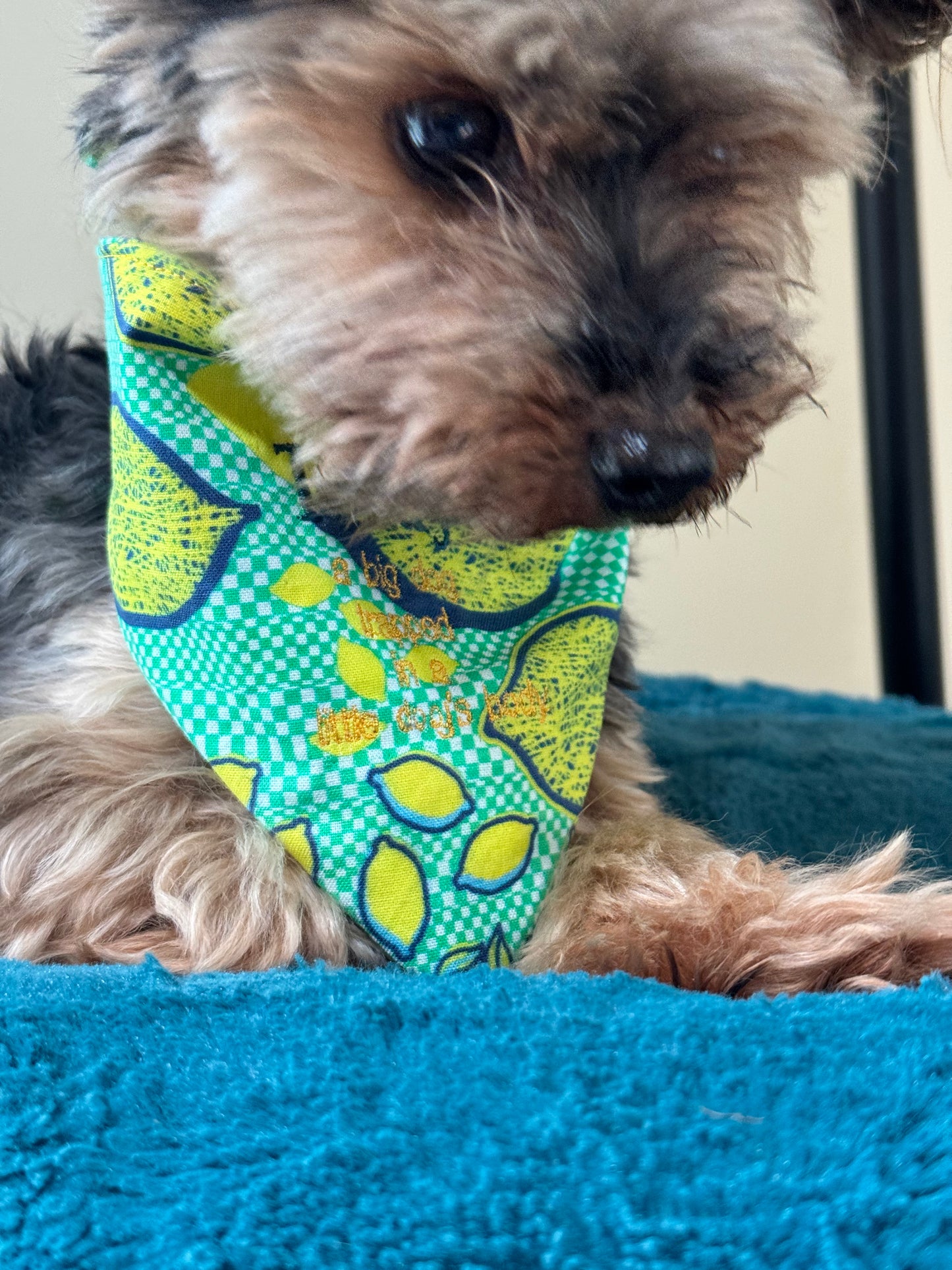 Small Dog Summer Lemon Bandana