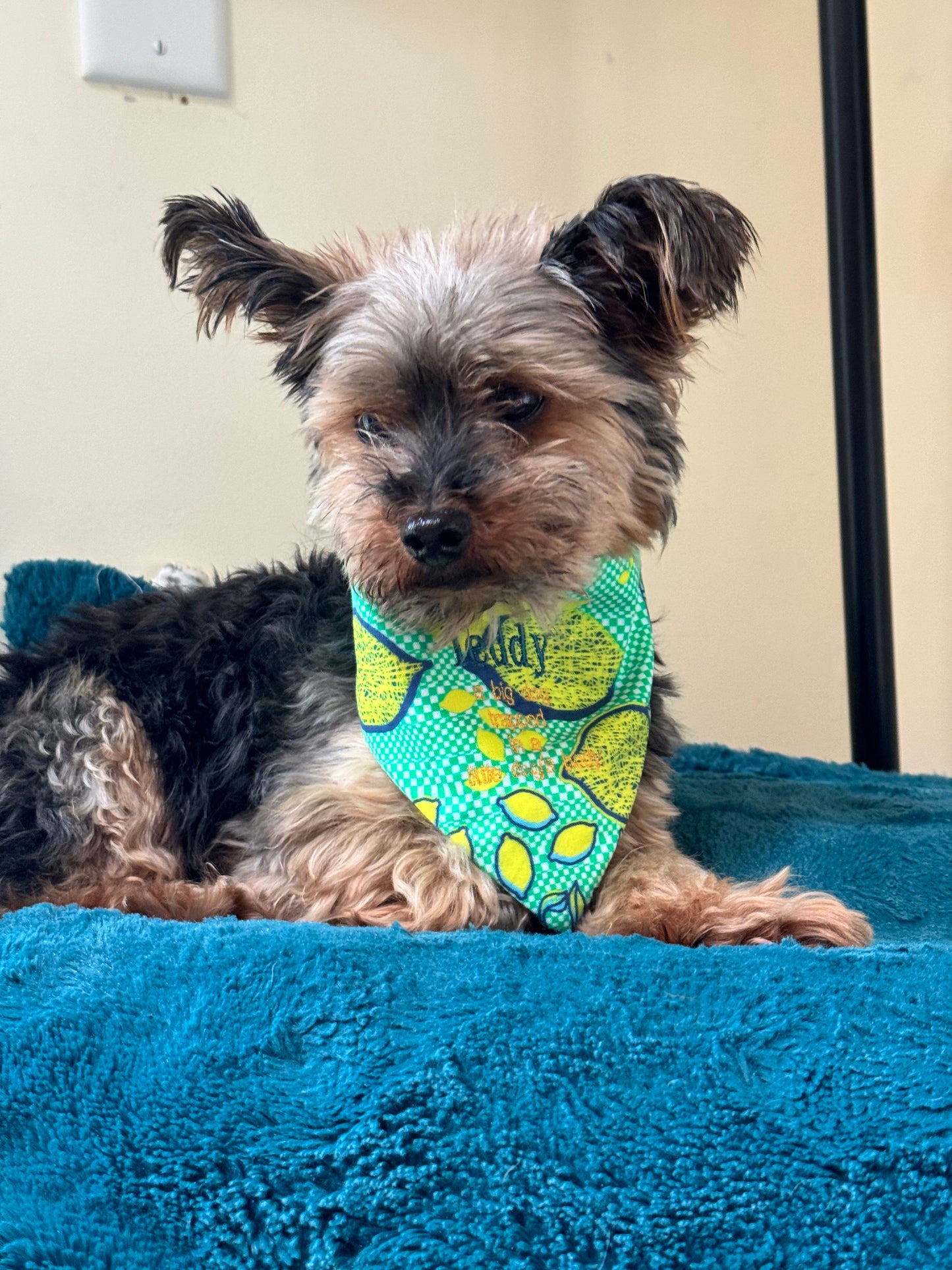 Small Dog Summer Lemon Bandana