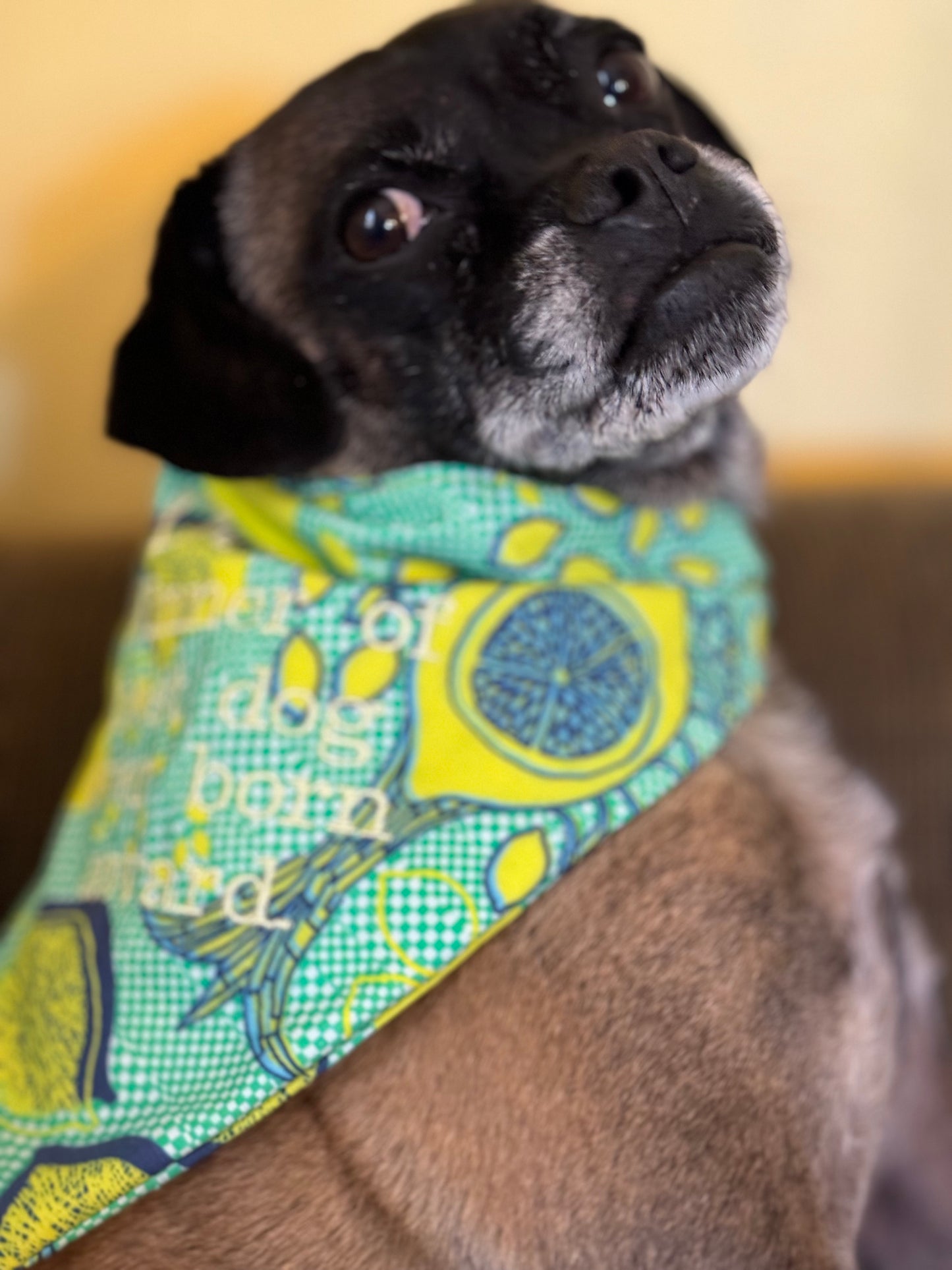 Small Dog Summer Lemon Bandana