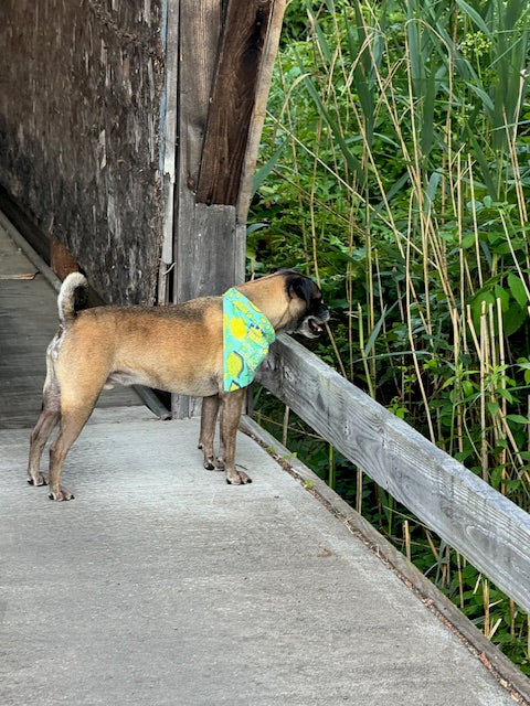 Medium Summer Dog Lemon Bandana